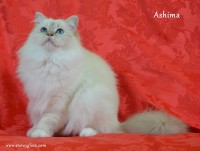 /album/fotogaleria%3a-ashima-de-catali%c2%b4s/snowyglovesagradodebirmania-21-jpg/